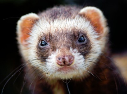 Ferret Jigsaw Puzzle