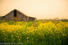 Field and Barn