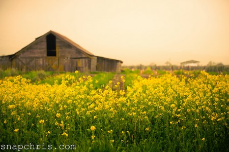 Field and Barn Jigsaw Puzzle