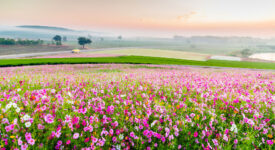 Field of Cosmos