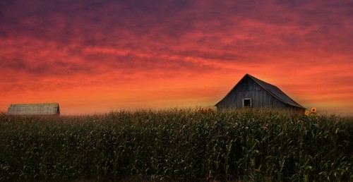 Field of Dreams Jigsaw Puzzle