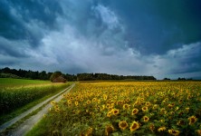 Field of Sunflowers