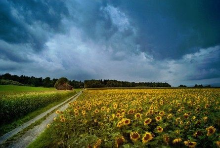 Field of Sunflowers Jigsaw Puzzle