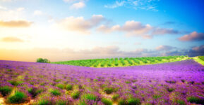 Fields of Provence