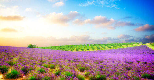 Fields of Provence Jigsaw Puzzle