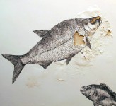 Fish Drawings