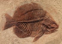 Fish Fossil