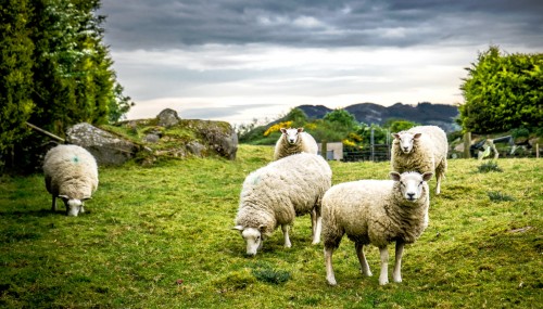 Five Sheep Jigsaw Puzzle