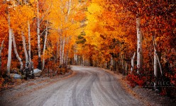 Flaming Aspens