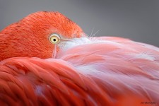 Flamingo Close-up