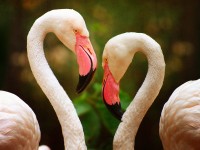 Flamingo Heart