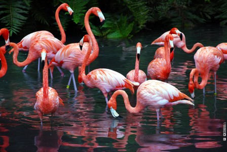 Flamingoes Jigsaw Puzzle