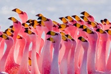 Flamingos