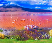 Flamingos in Bolivia Jigsaw Puzzle