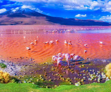 Flamingos in Bolivia Jigsaw Puzzle