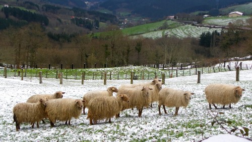 Flock of Sheep Jigsaw Puzzle