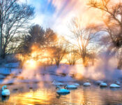 Flock of Swans