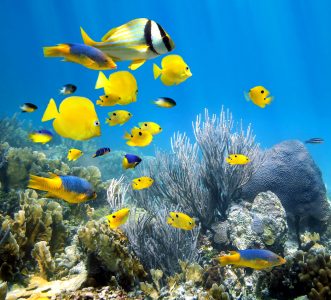 Florida Keys Coral Jigsaw Puzzle