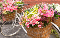 Flower Bike