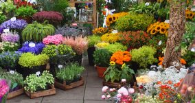 Flower Market