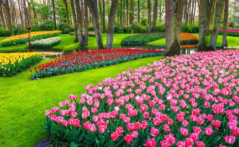 Flower Park Jigsaw Puzzle