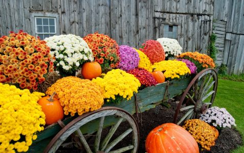 Flower Wagon Jigsaw Puzzle