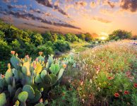 Flowering Cactus