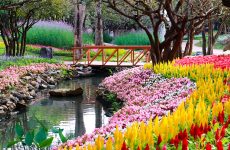 Flowers and Bridge