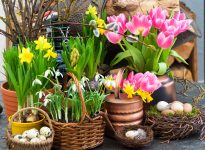 Flowers and Eggs