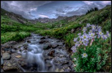 Flowers and Stream