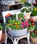 Flowers in a Chair