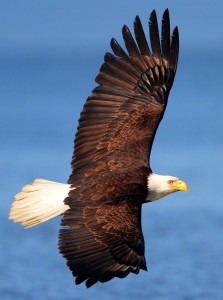 Flying Bald Eagle Jigsaw Puzzle