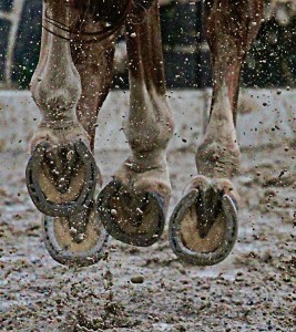 Flying Horse Hooves Jigsaw Puzzle