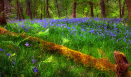 Forest Bluebells