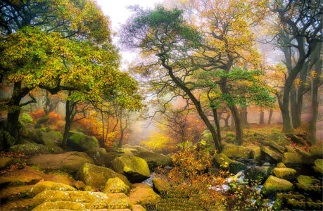 Forest Boulders Jigsaw Puzzle