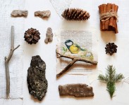 Forest Collection