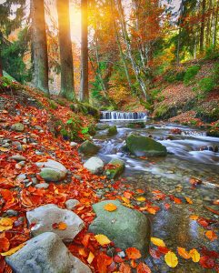 Forest Creek Jigsaw Puzzle