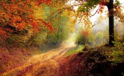 Forest Dirt Road