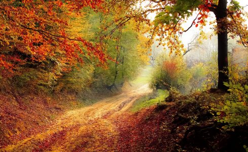 Forest Dirt Road Jigsaw Puzzle