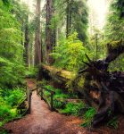 Forest Footbridge