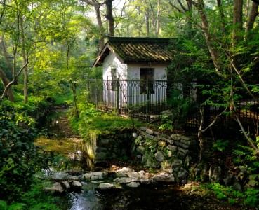 Forest House Jigsaw Puzzle