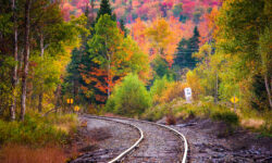 Forest Tracks