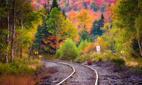 Forest Tracks Jigsaw Puzzle