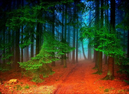 Forest Trail Jigsaw Puzzle