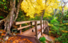 Forest Trail Bridge