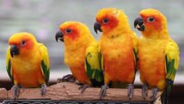 Four Colorful Birds