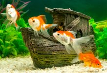 Four Goldfish