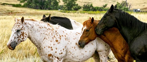 Four Horses Jigsaw Puzzle