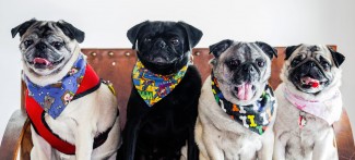 Four Pugs