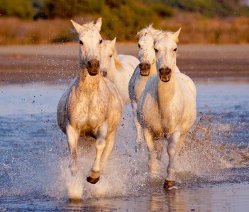 Four White Horses Jigsaw Puzzle